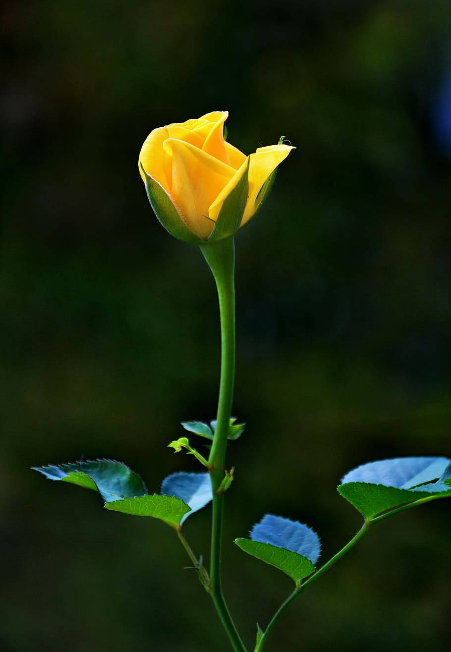 A Yellow Rose Is Growing In The Background Wallpaper