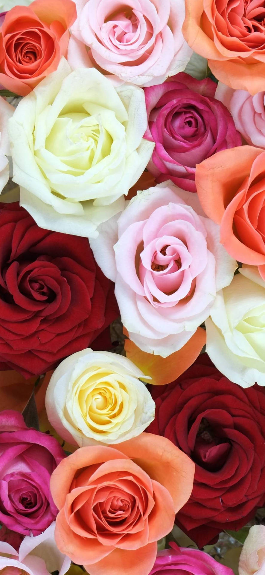 Roses In Different Colors Flower Phone Background