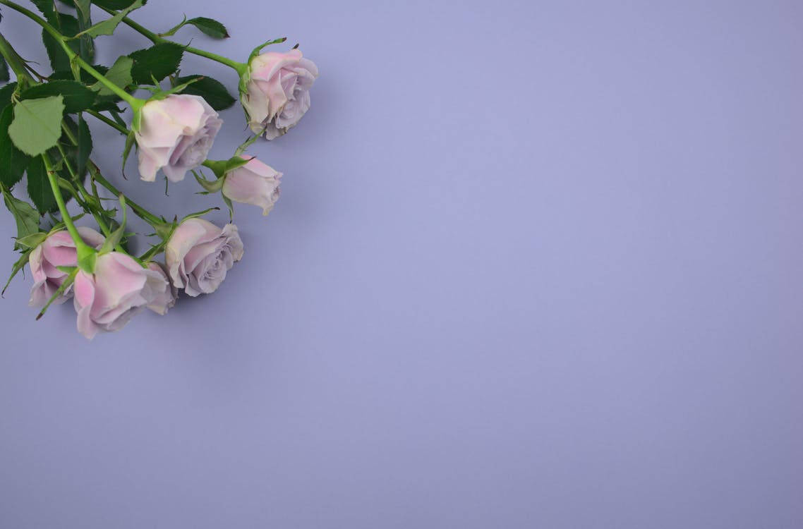 Roses In Light Purple Background Wallpaper