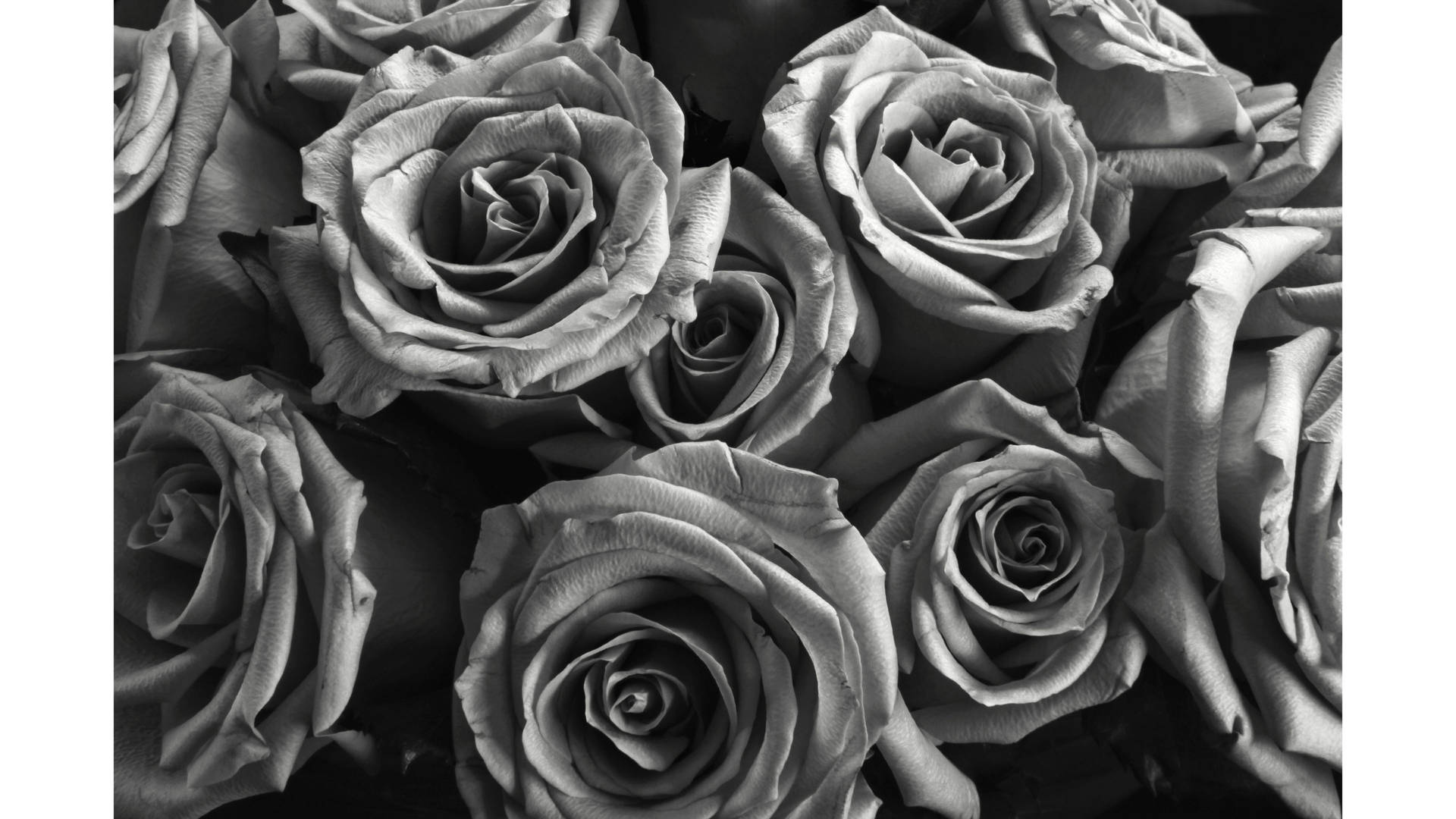 Roses On Black And White Filter Wallpaper
