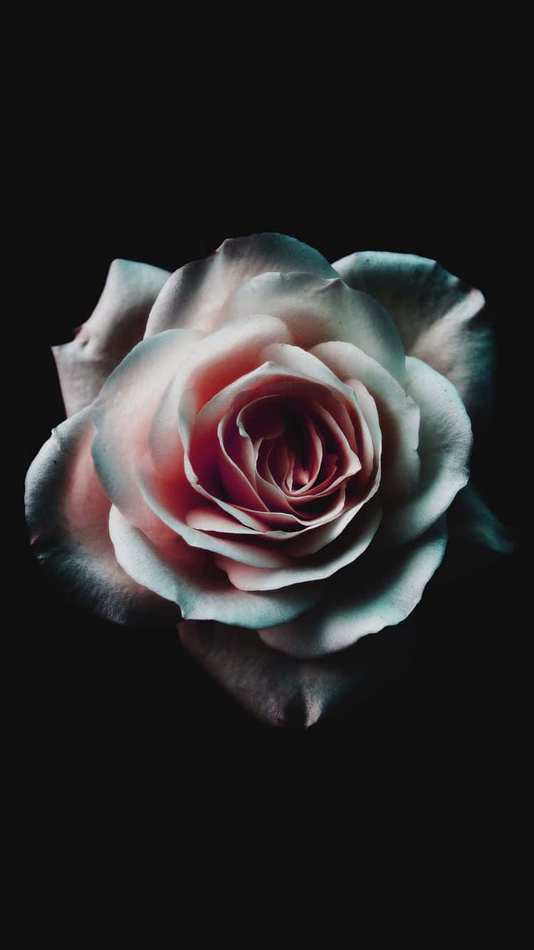White Rose In The Dark Picture