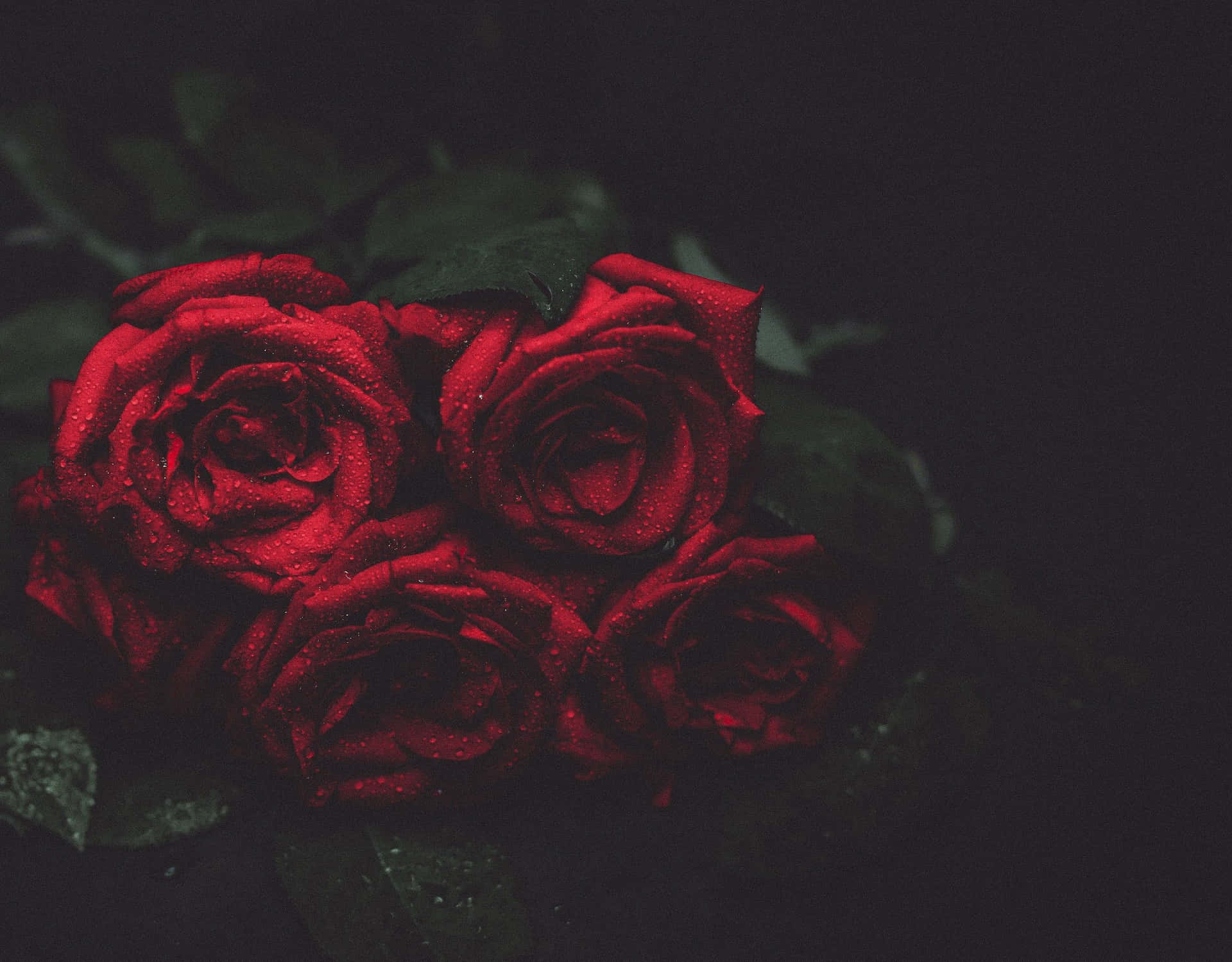 Damped Red Roses Picture