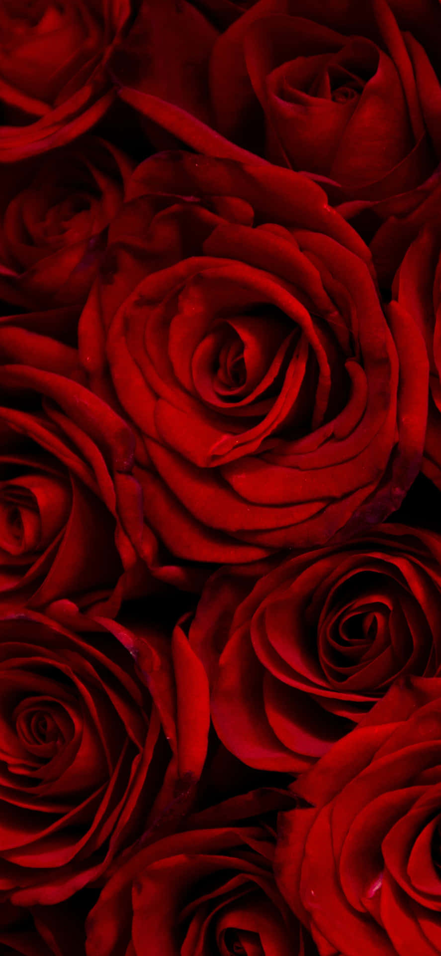 Red Roses Petals Picture