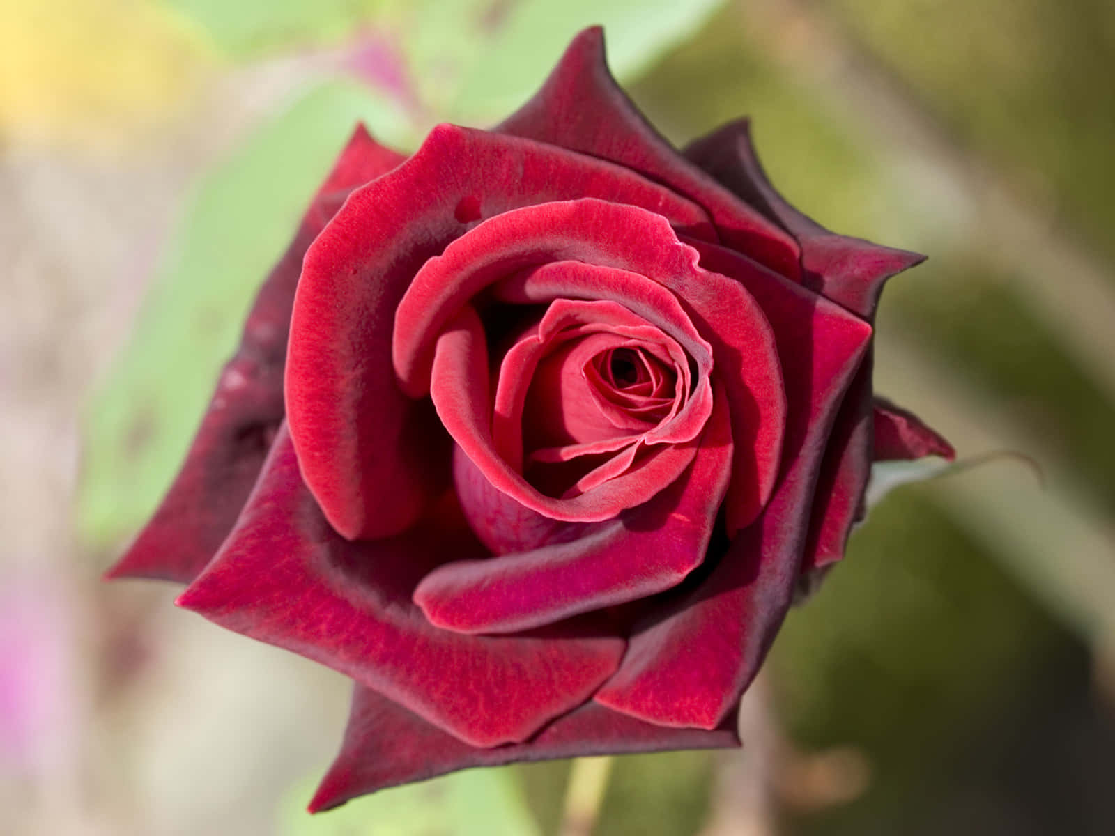 Immaginedi Una Rosa Viola Di Carson.