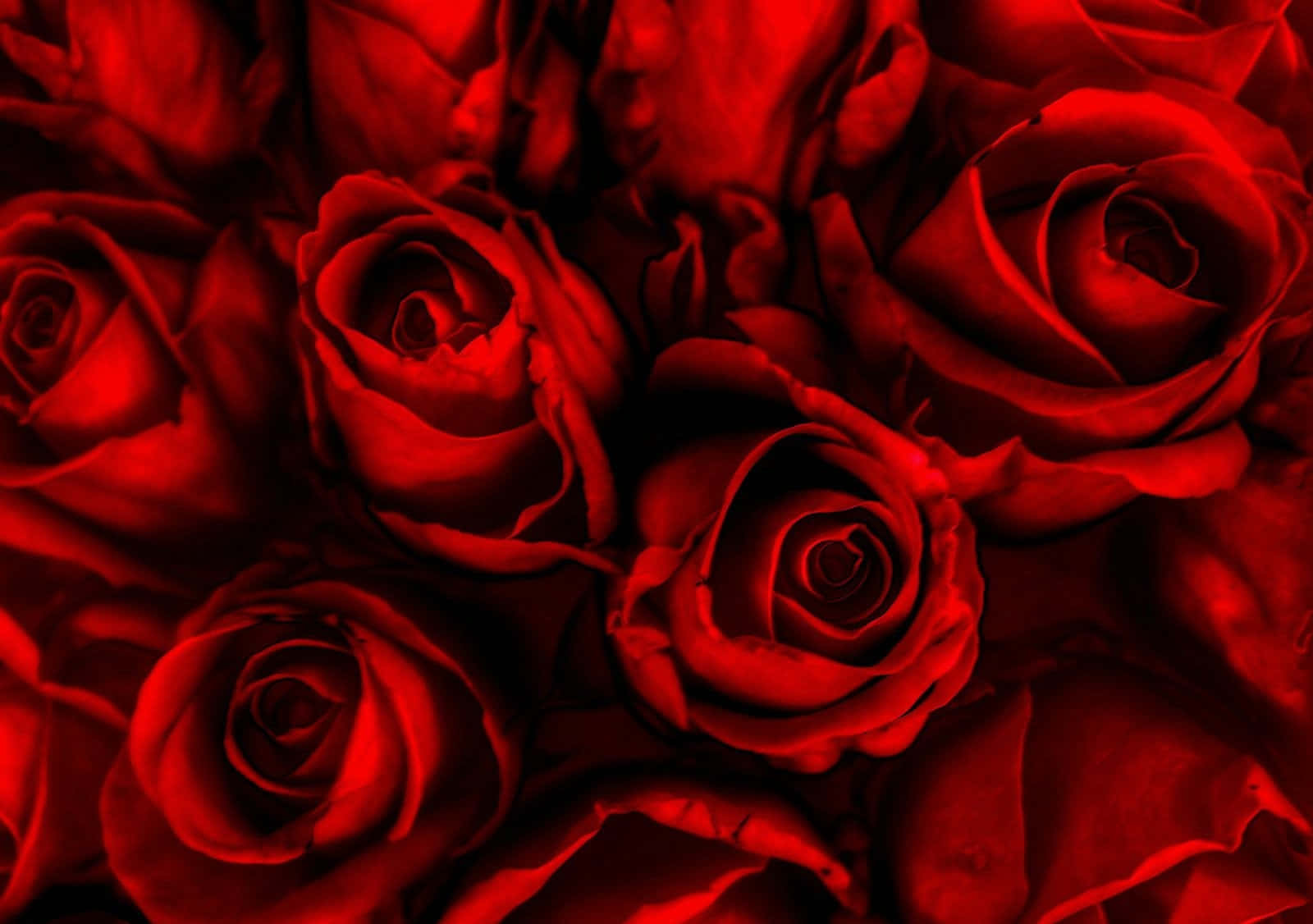 3D Roses Picture