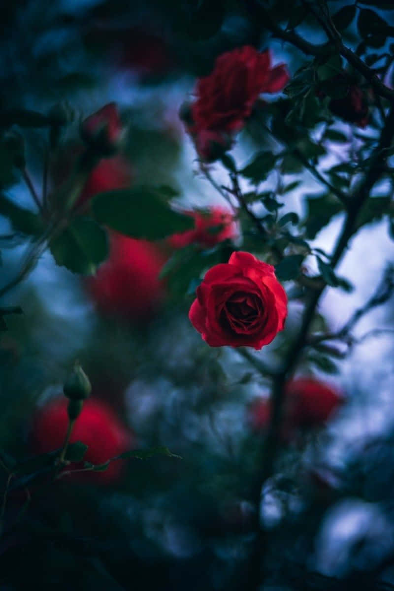 Bildeines Baums Mit Roten Rosen