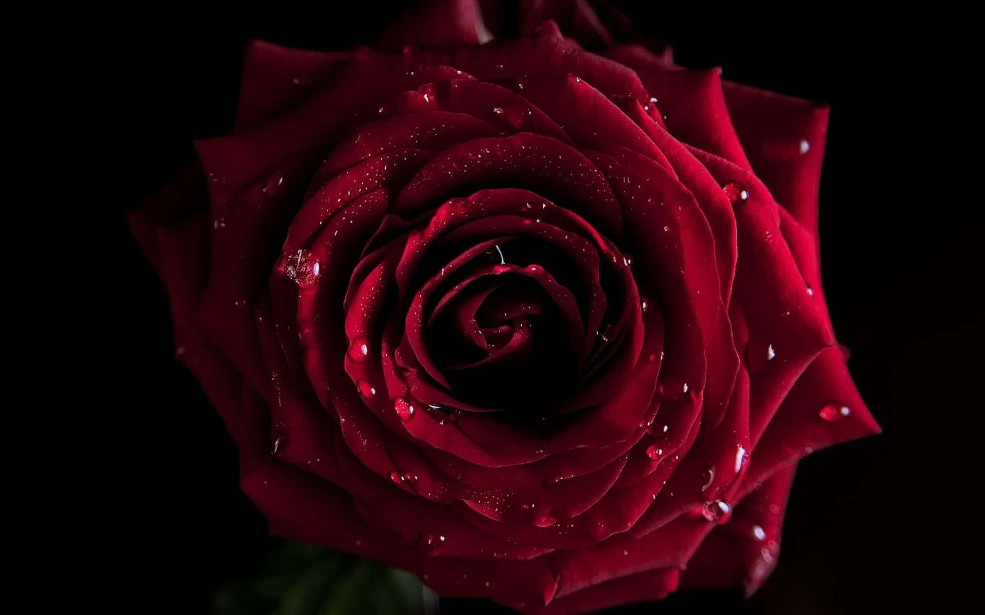 Immaginedi Una Rosa Rossa Di Forma Circolare