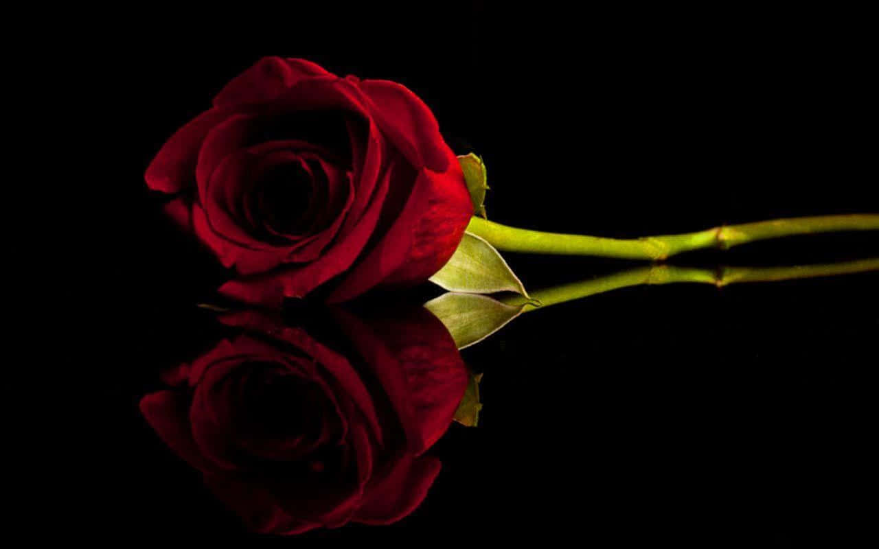 Imagende Espejo De Una Rosa Roja