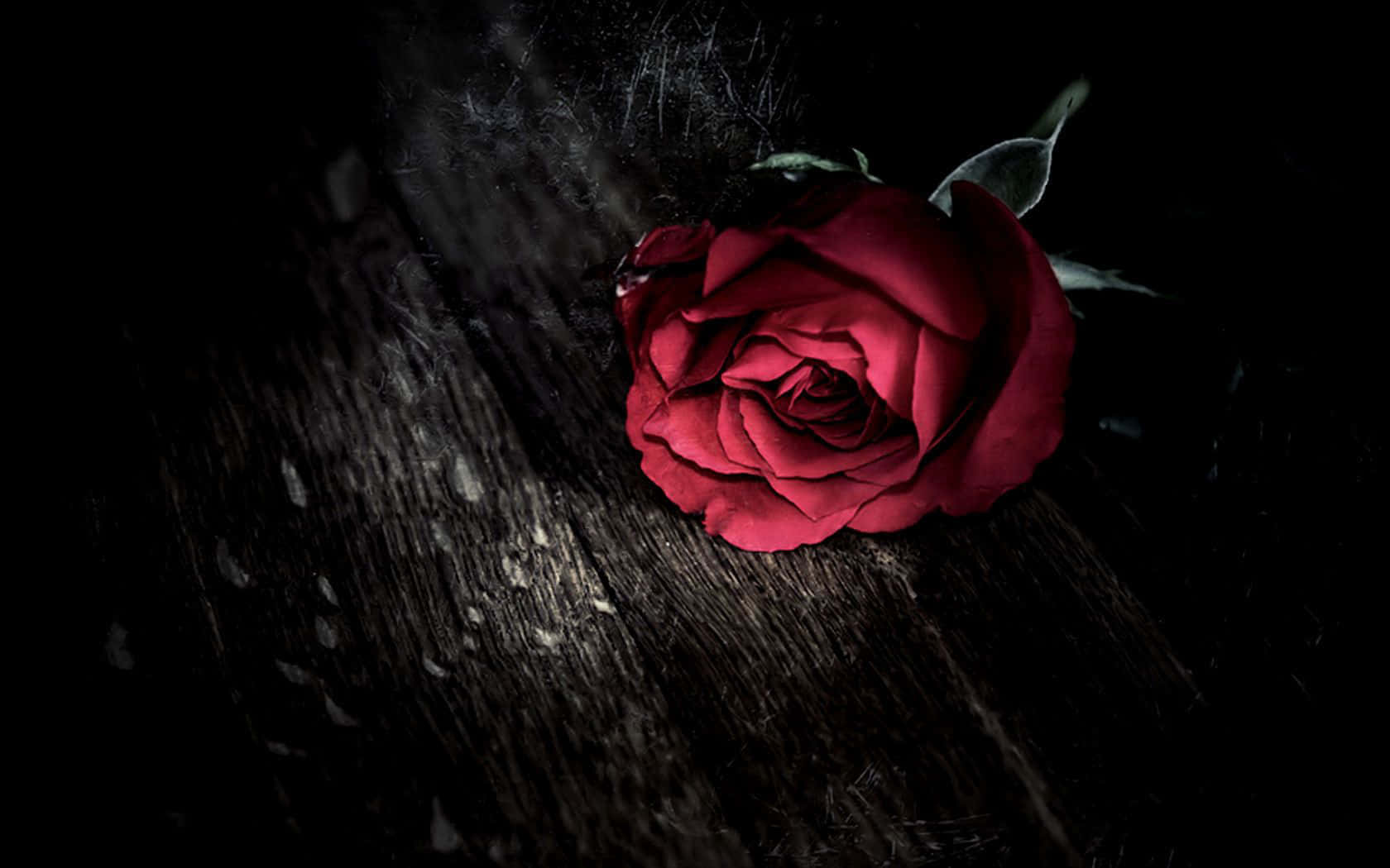 Dark Tree Rose Picture