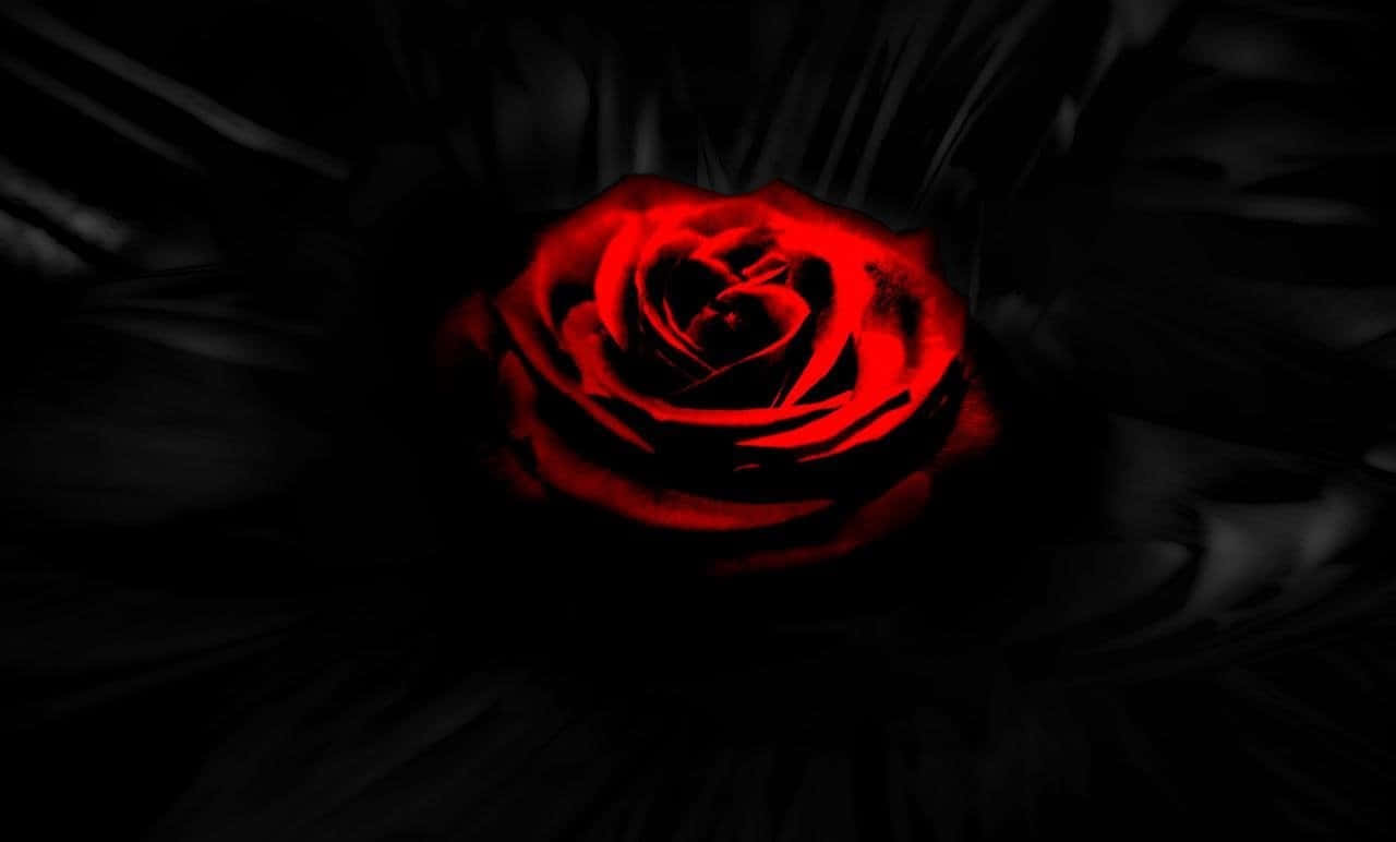 Red Rose In The Dark Picture
