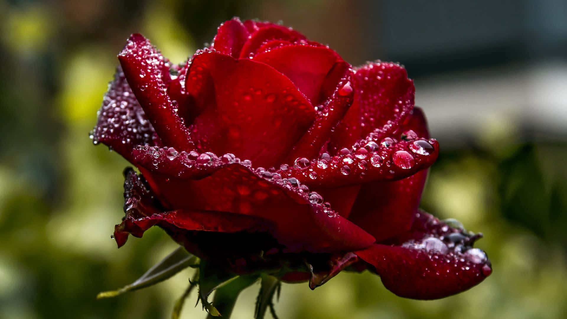 Billedeaf En Våd Rød Rose.