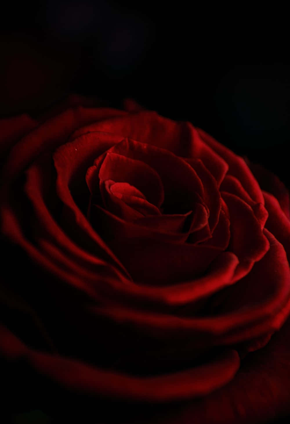 Immaginedi Testa Con Una Rosa Rossa