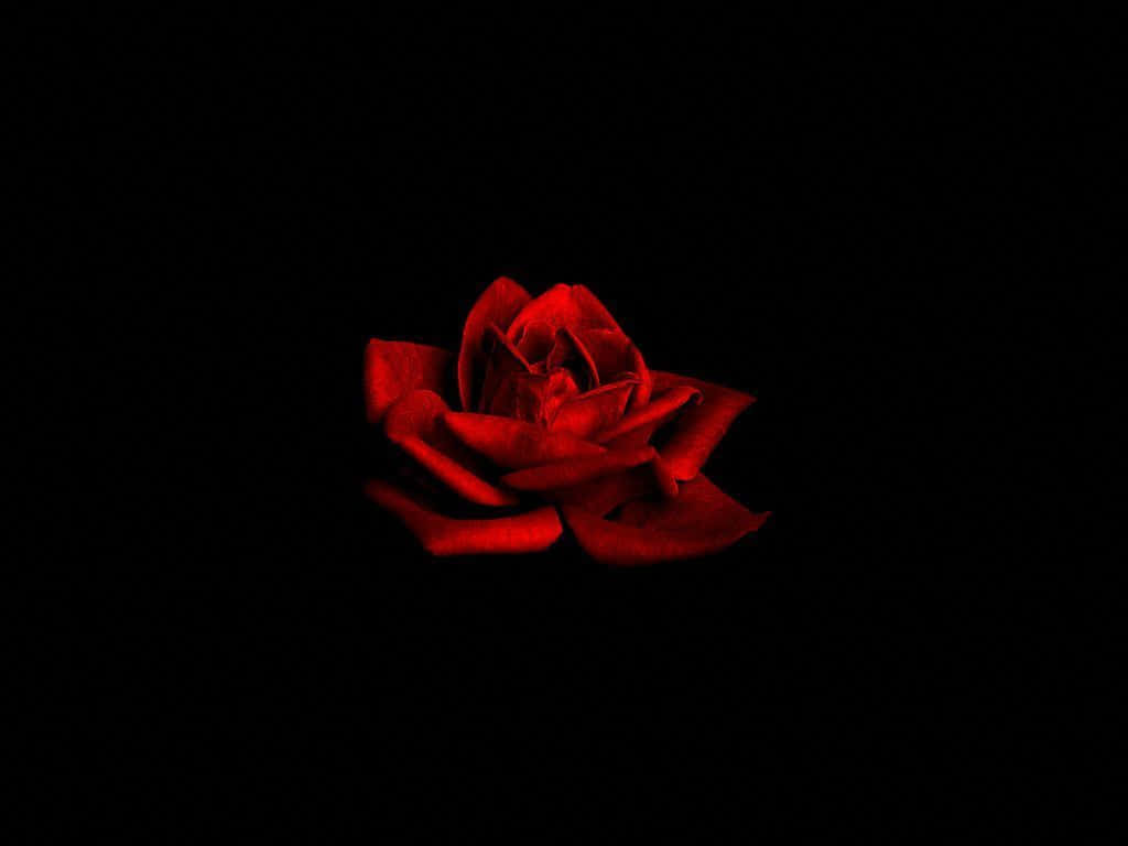 Imagende Una Rosa En La Oscuridad