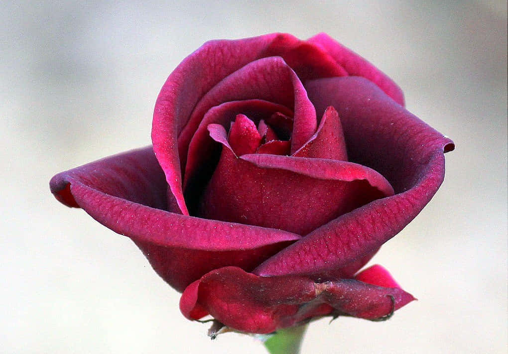Dark Pink Rose Picture