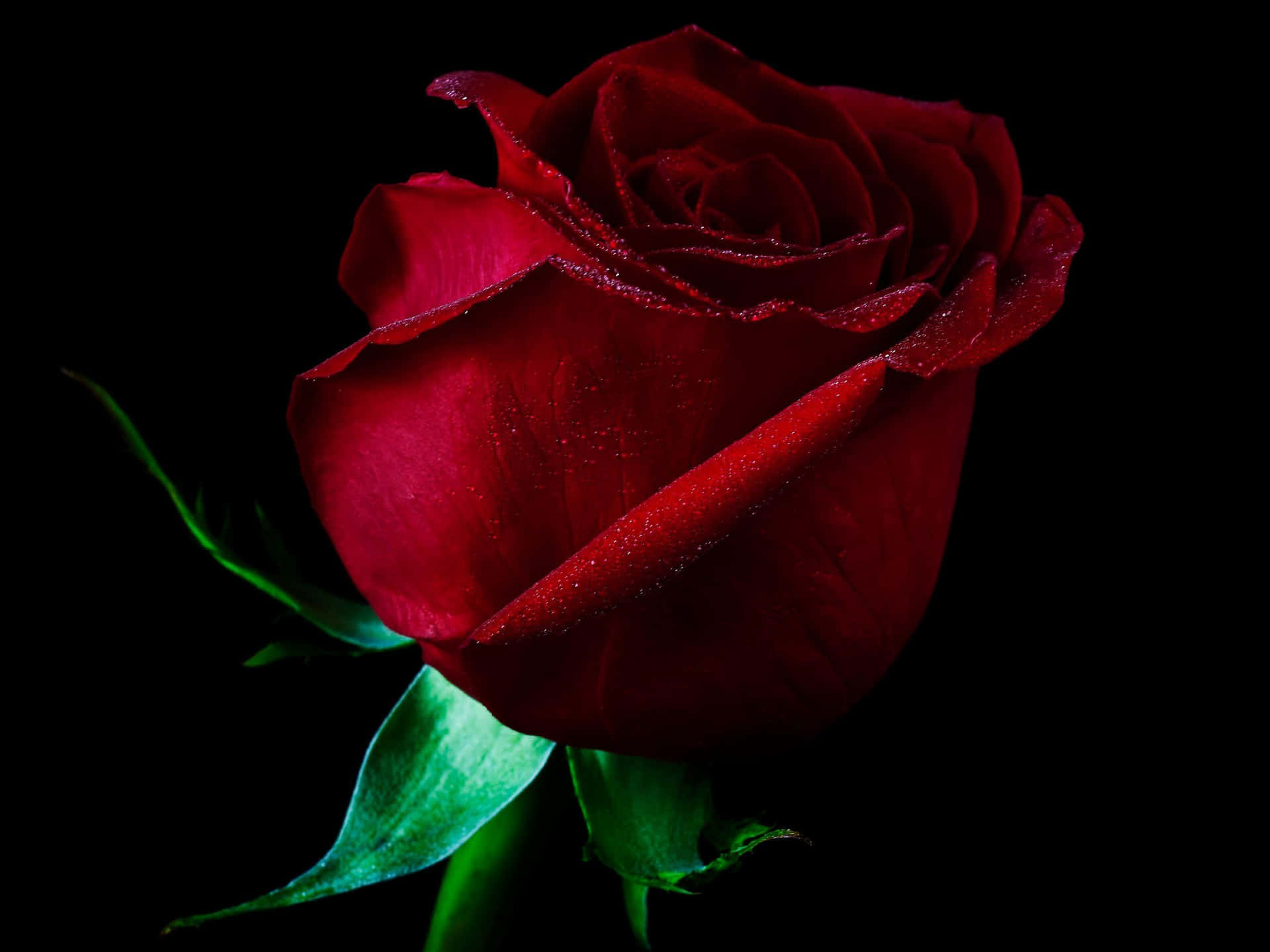 Immaginedi Una Rosa Rossa Su Sfondo Nero.