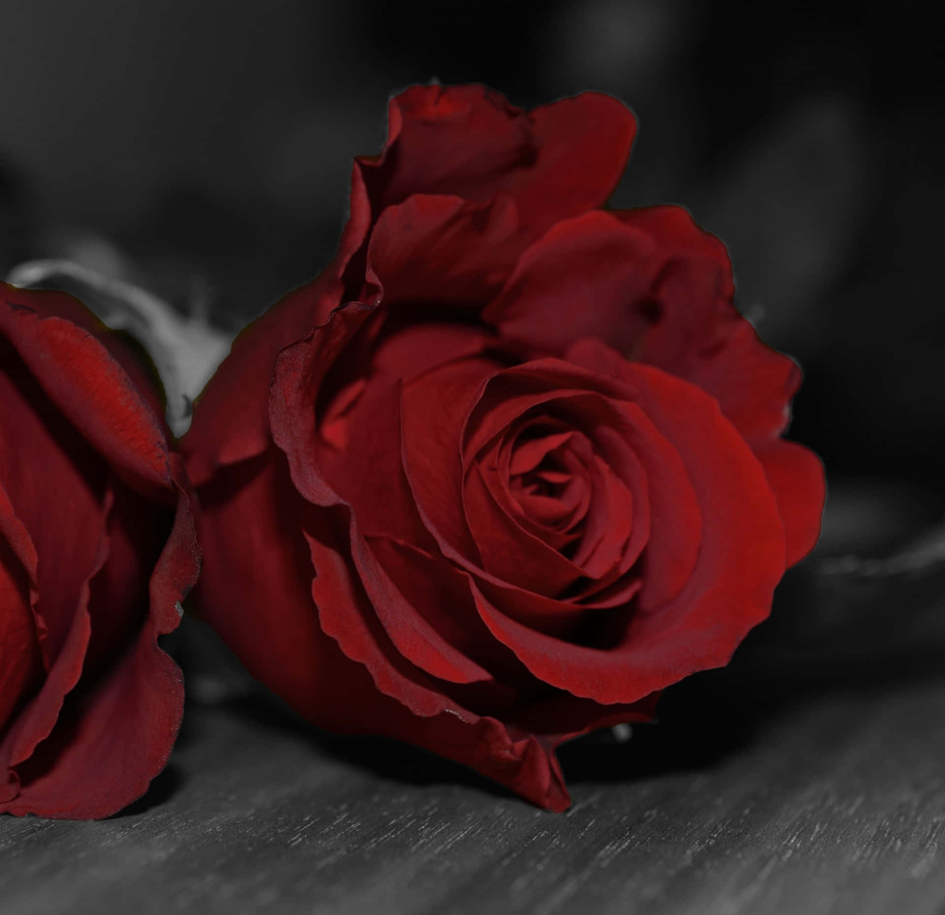Dark Red Roses Picture