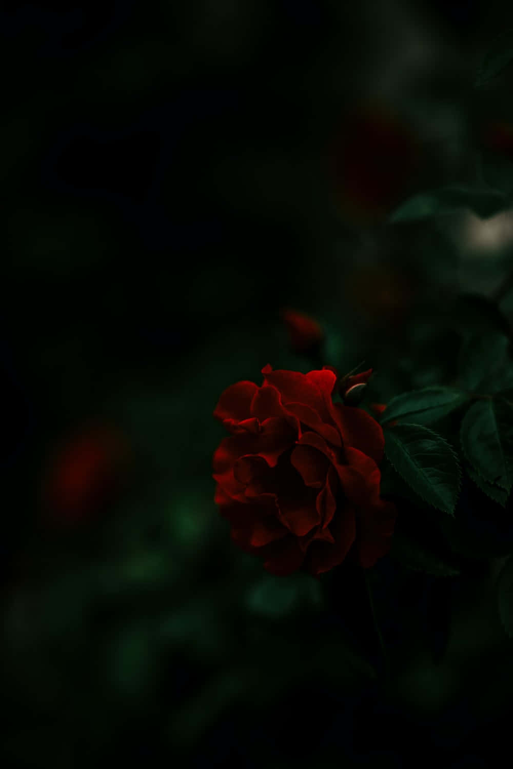 Immaginedi Una Pianta Di Rose.