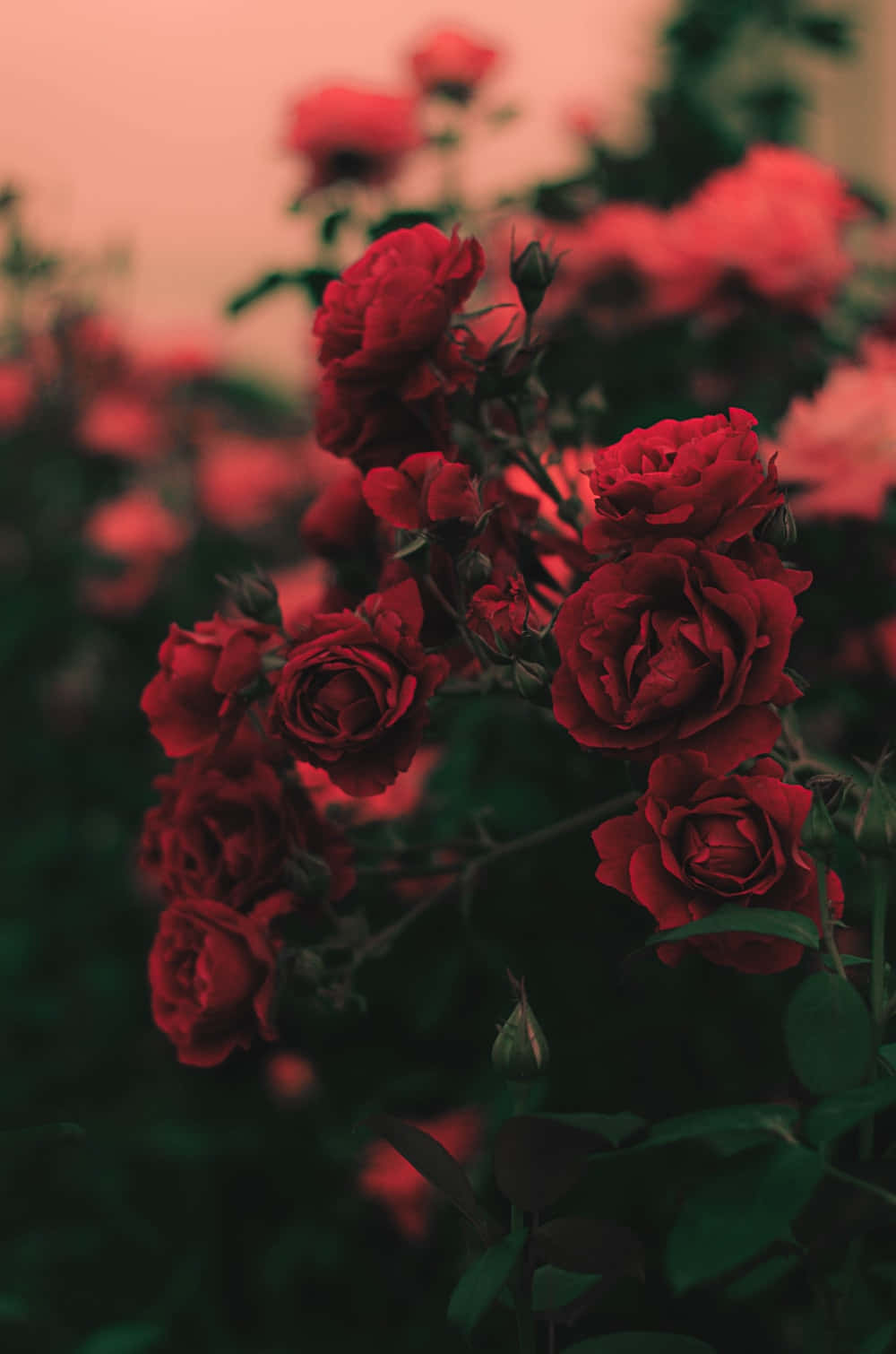 Billedeaf Røde Roser I Haven.