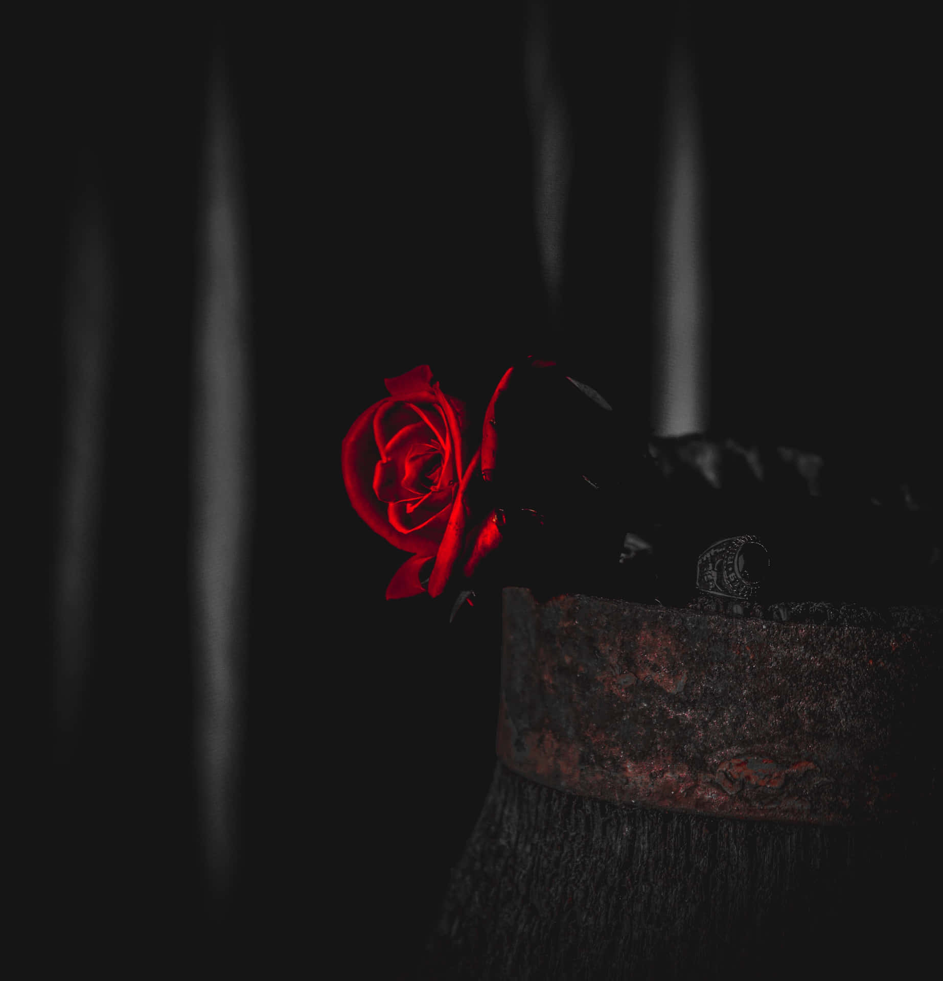 Immaginedi Un Tronco D'albero Con Una Rosa Rossa