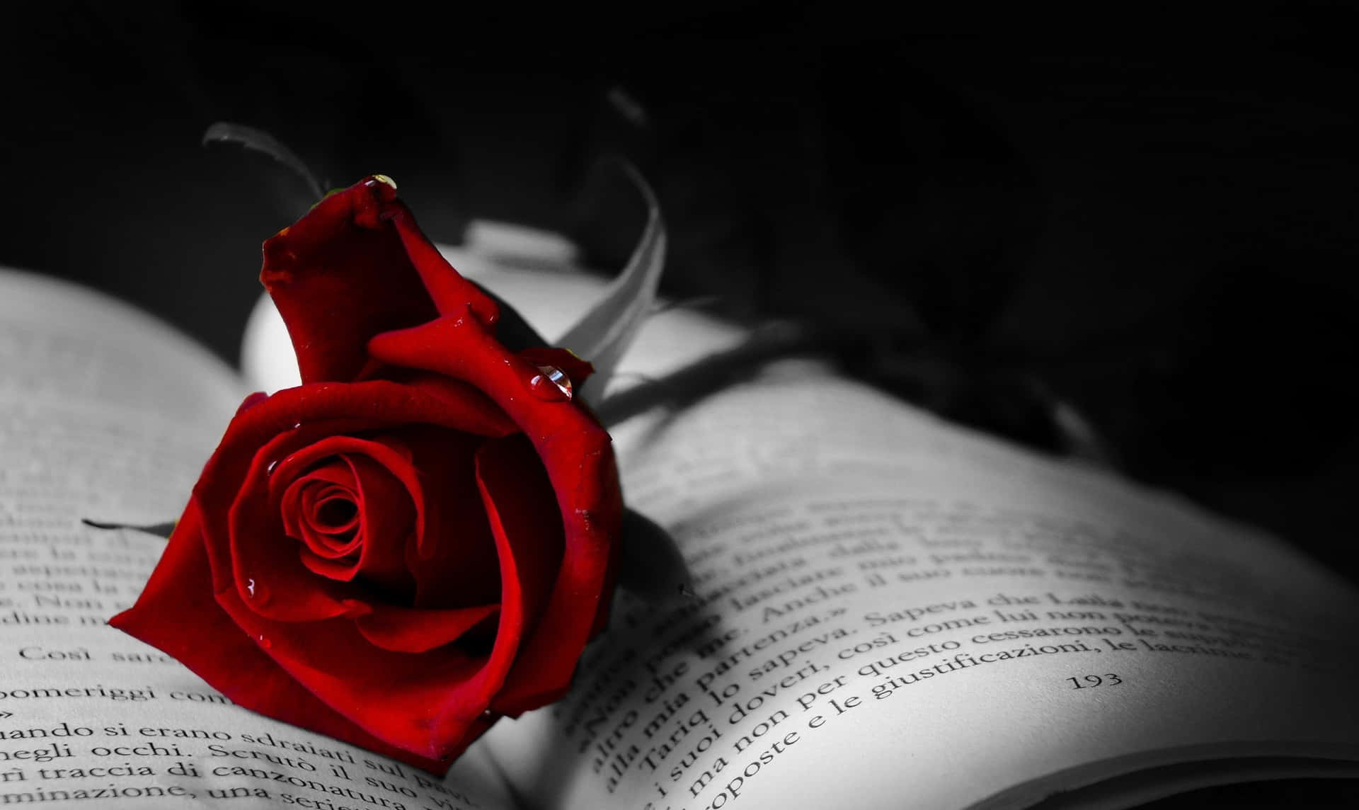Rose And Book Picture