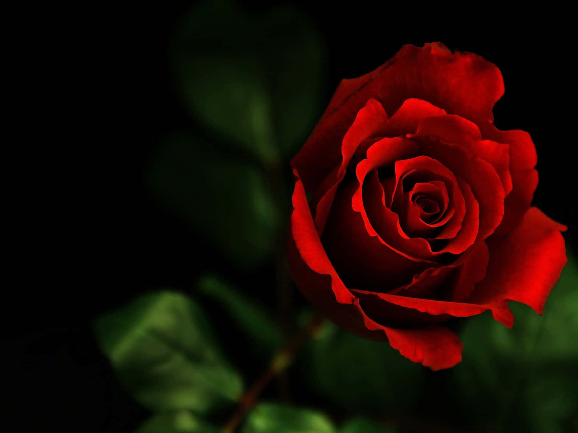Immaginedi Un Fiore Rosso Di Rosa