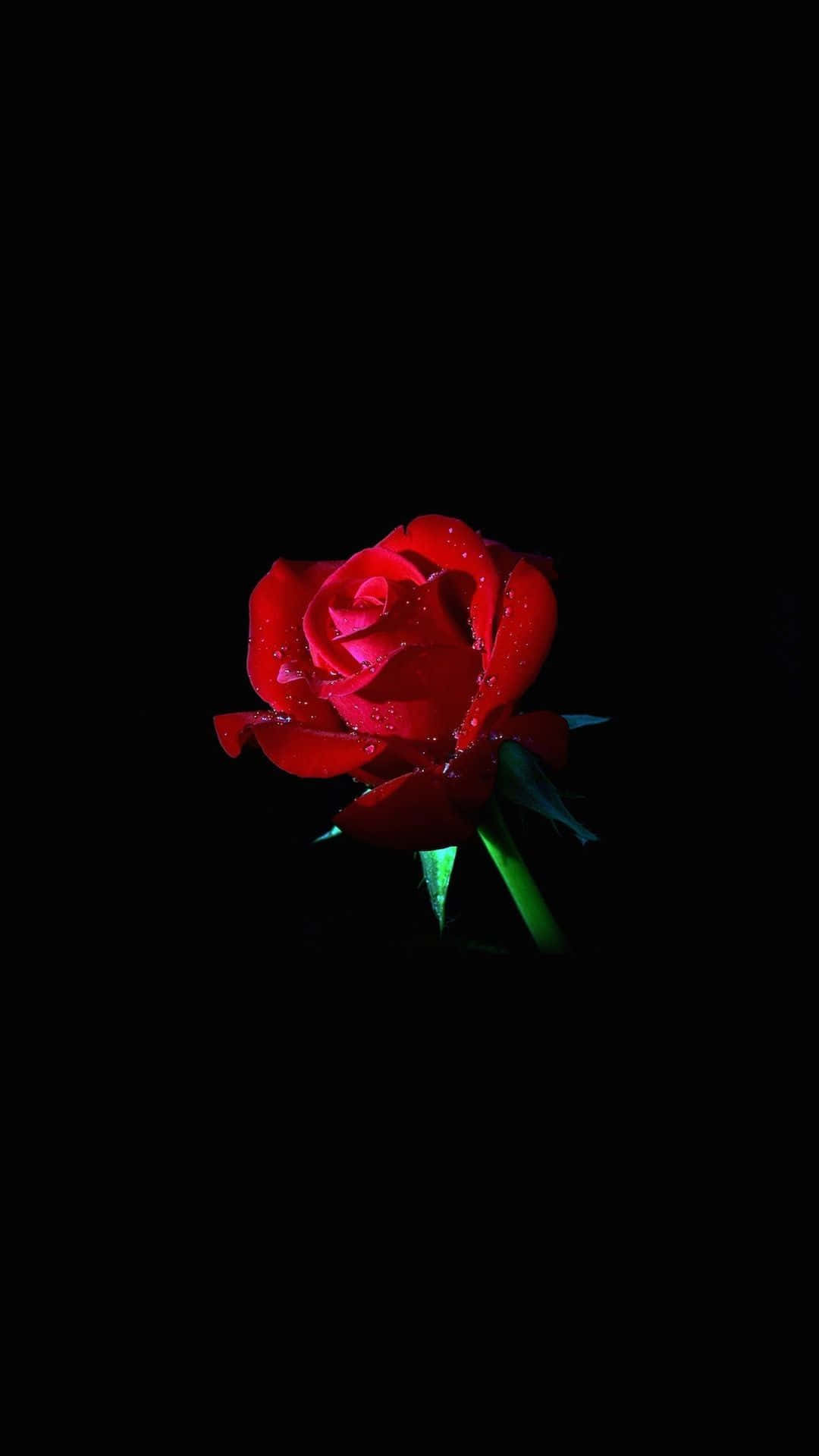 Imagenvibrante De Una Rosa Roja
