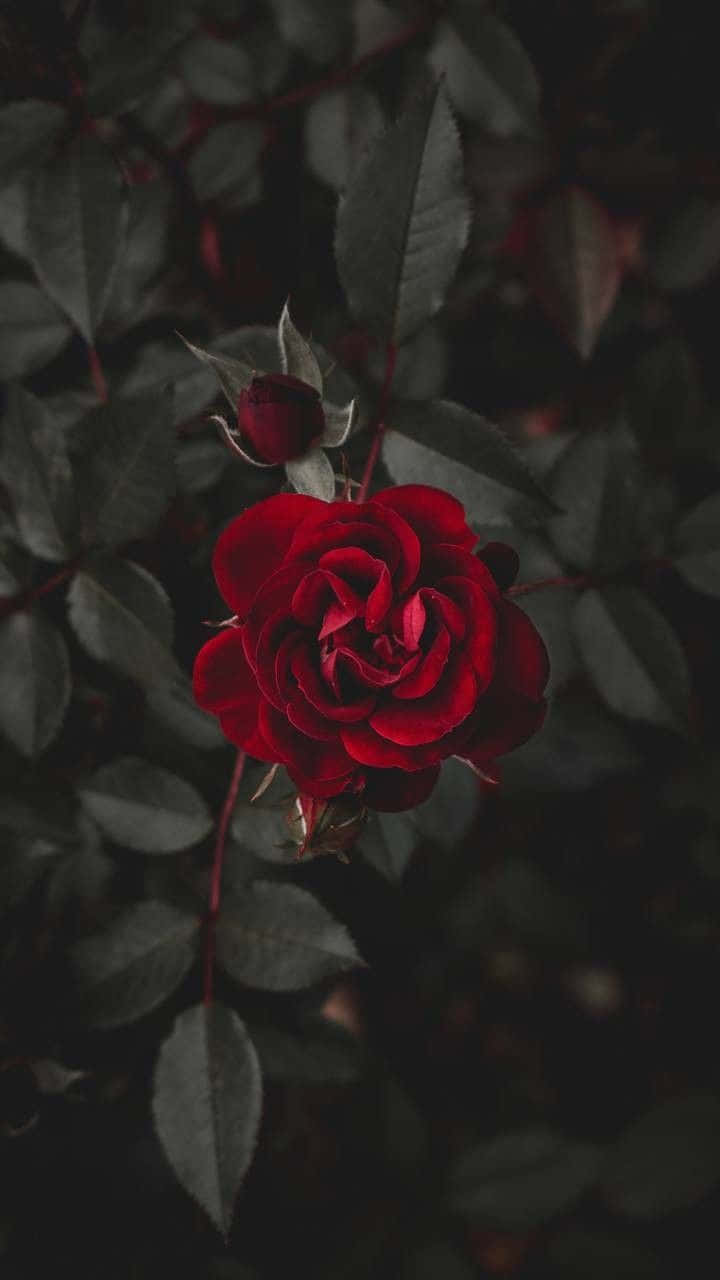 Immaginedi Una Rosa Rossa Con Foglie Grigie
