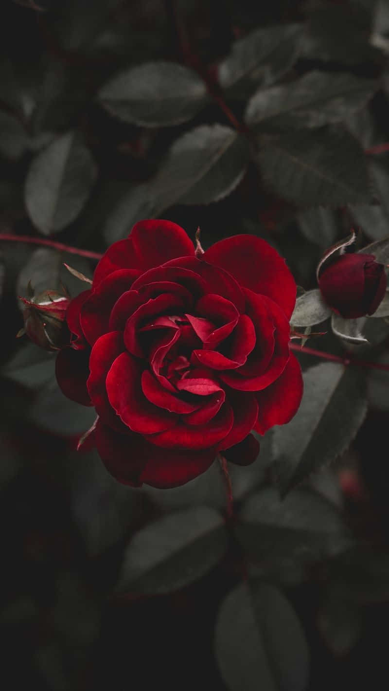 Bildeiner Rose, Die In Der Dunkelheit Blüht.