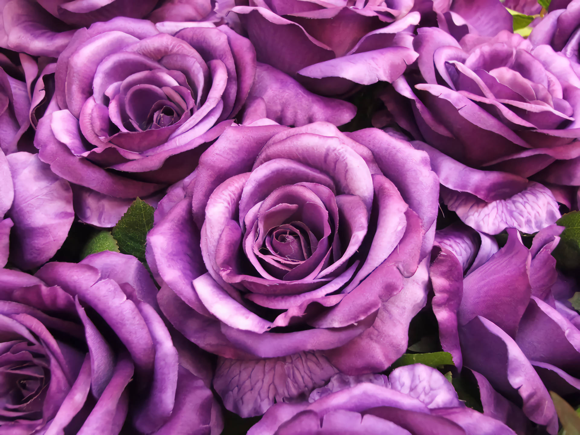 Roses Purple Flowers Macro Photograph Wallpaper