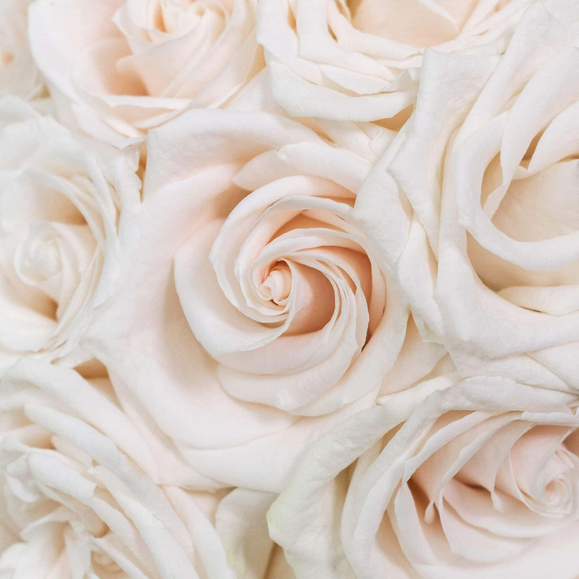 Elegant Roses Wedding Arrangement Wallpaper