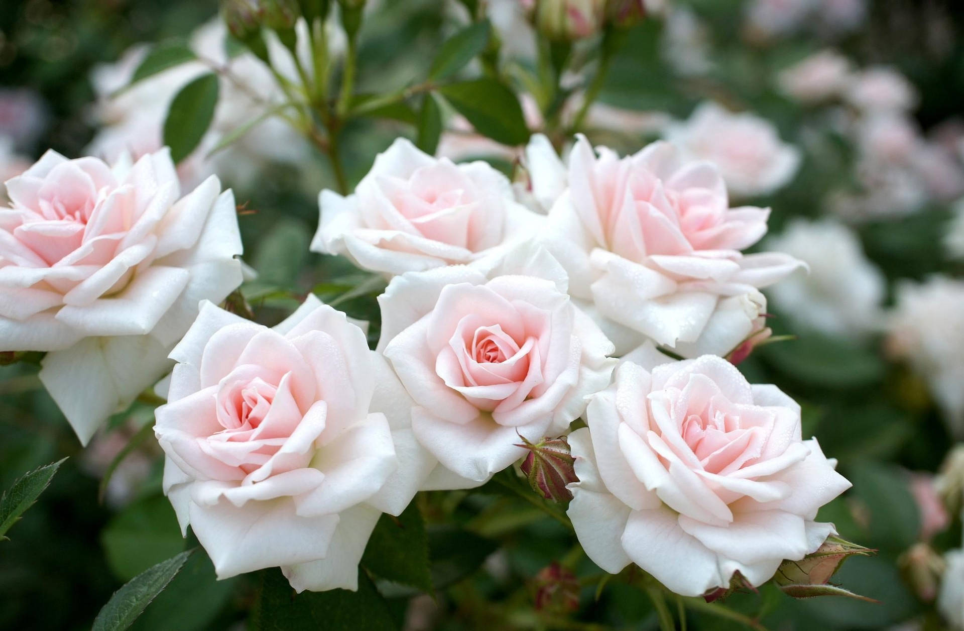 Roses With Sharp Edges Wallpaper