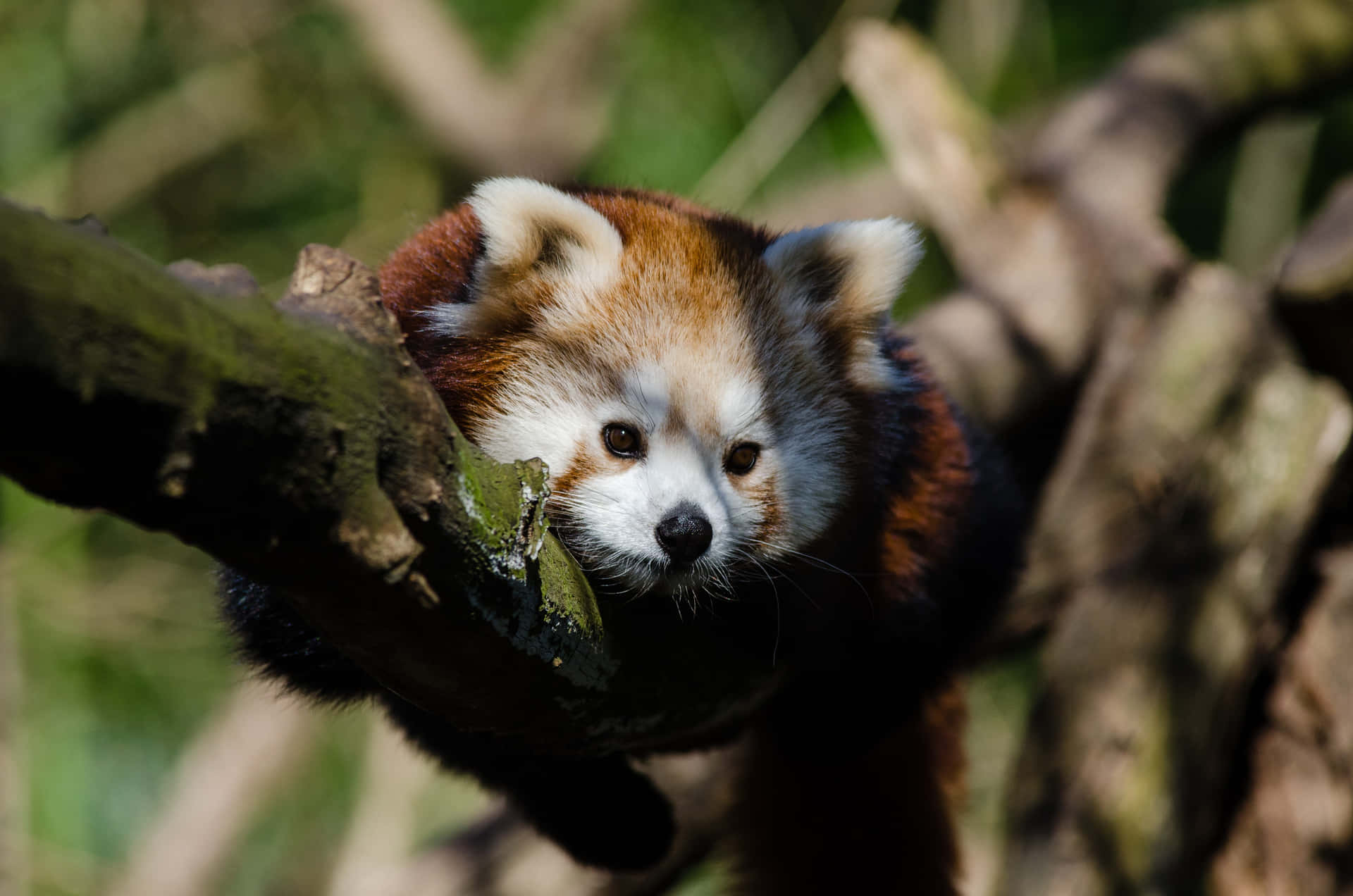 Bildervon Roten Pandas