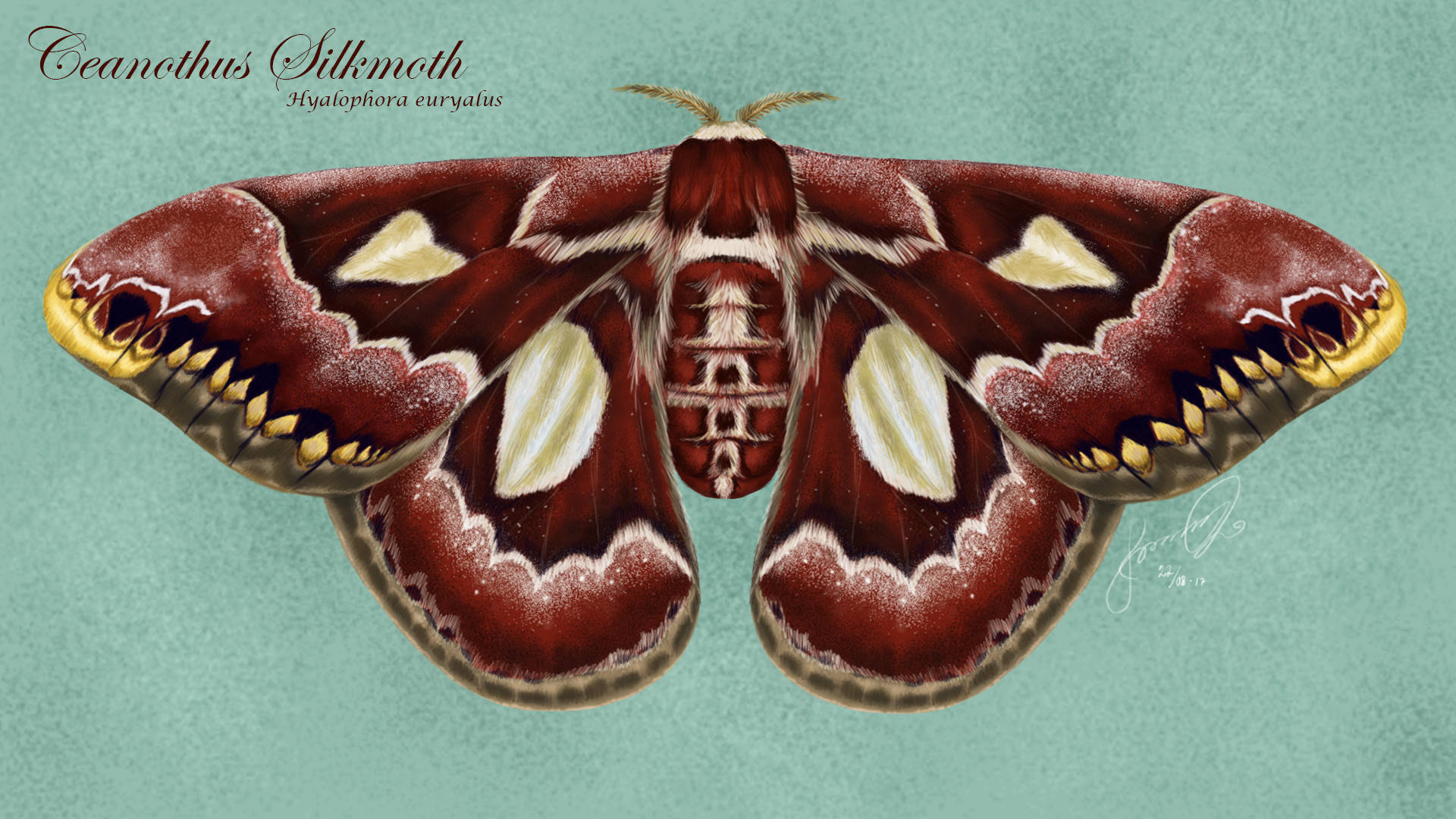 Mariposade Seda Rothschildia Roja Oscura Fondo de pantalla