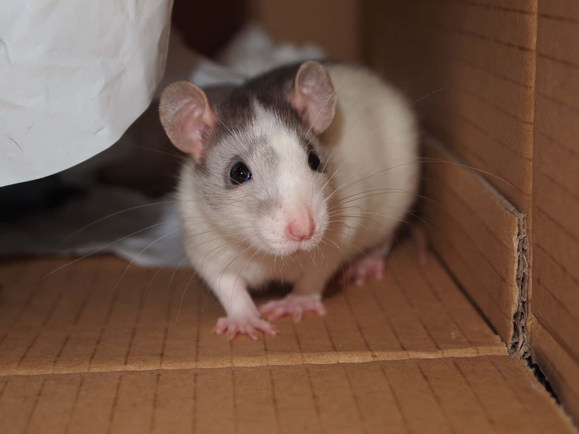 Et billede af en mus i en boks Skift baggrunden