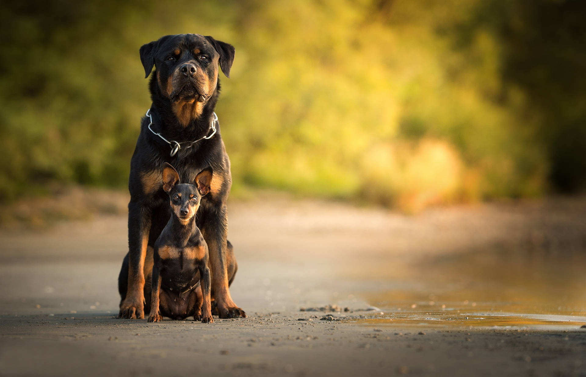 Rottweiler And Mini Pincher