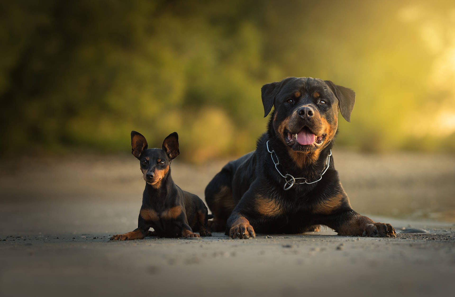 Rottweiler And Mini Pincher Dogs