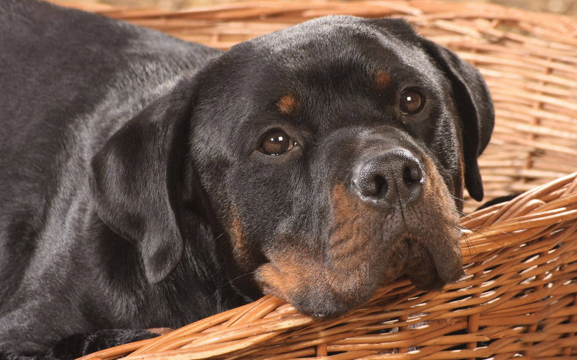 Rottweiler Dog In A Basket Wallpaper