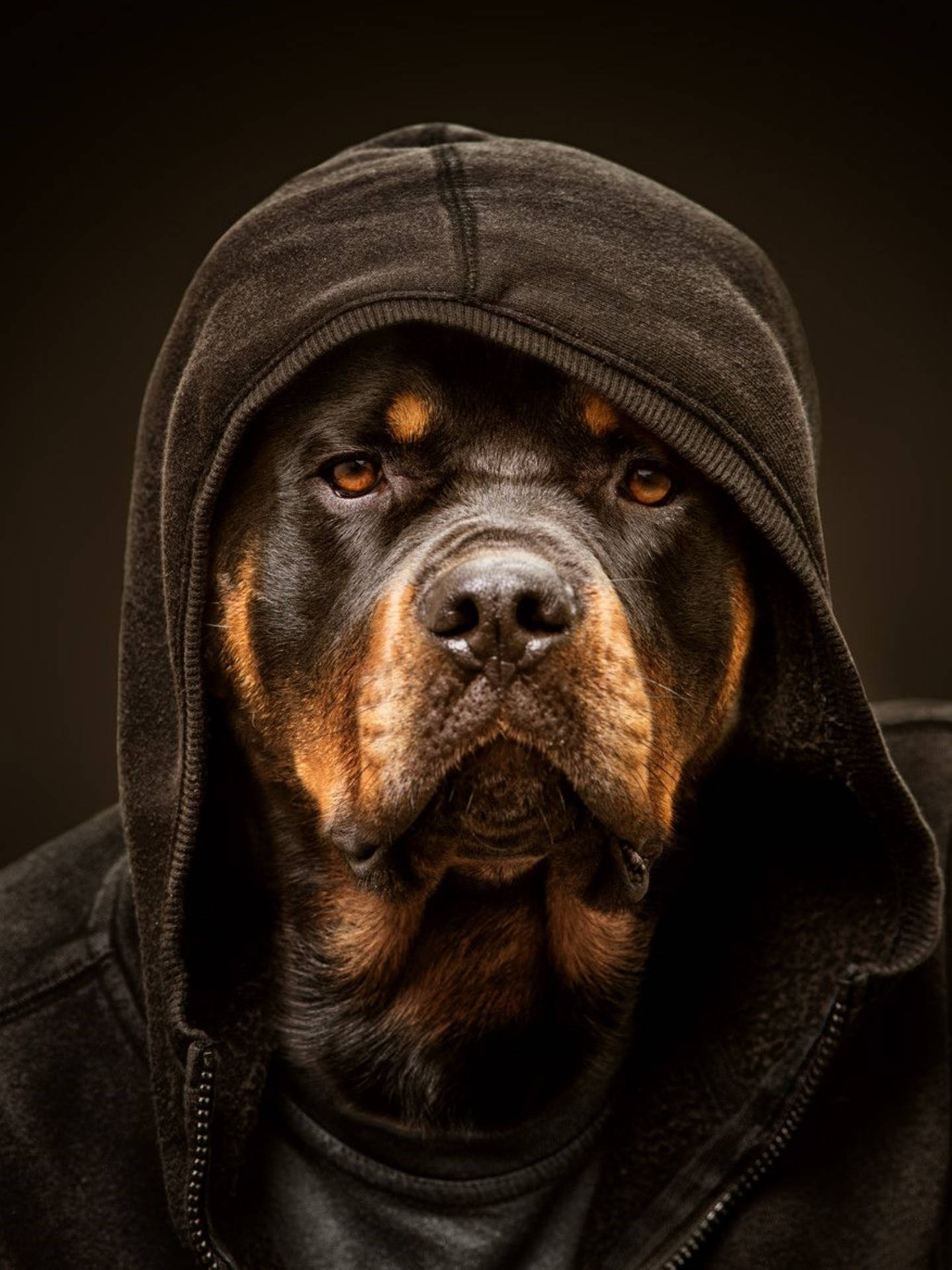 Rottweiler Dog In A Hoodie