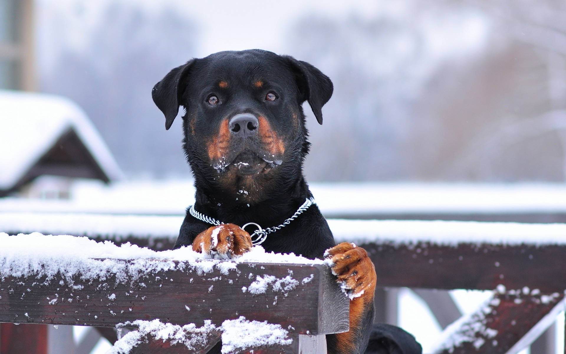 Rottweiler Dog In Snow