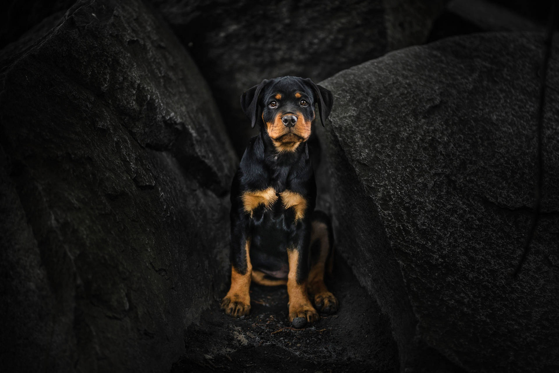 Rottweiler Dog On Black Rocks Wallpaper
