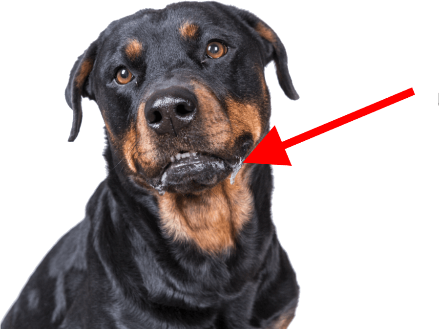 Rottweiler Drooling Closeup PNG