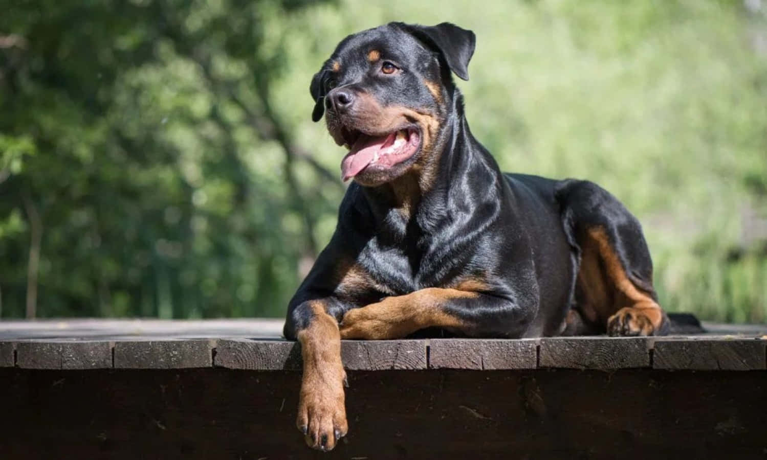 A Rottweiler Dog Is Laying On A Wooden Bench