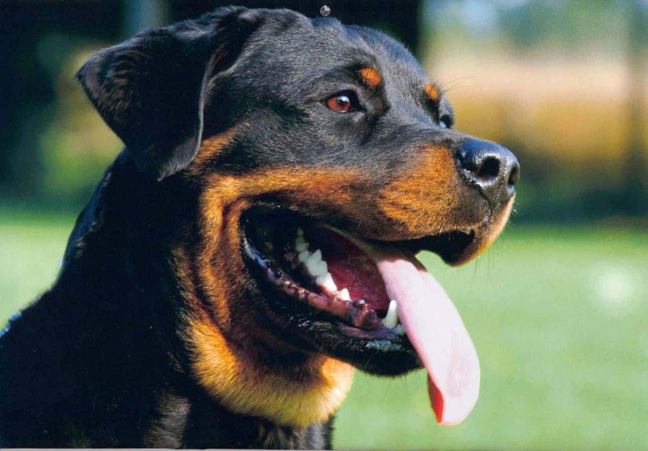 "A majestic Rottweiler posing proudly"