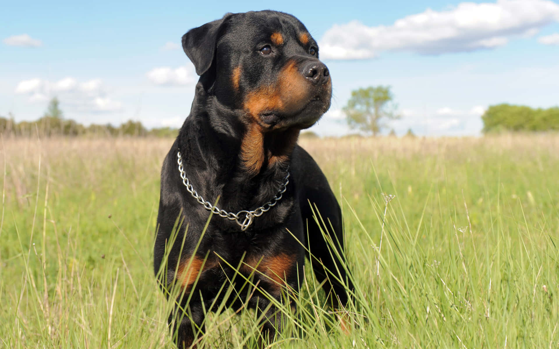 "The noble Rottweiler"