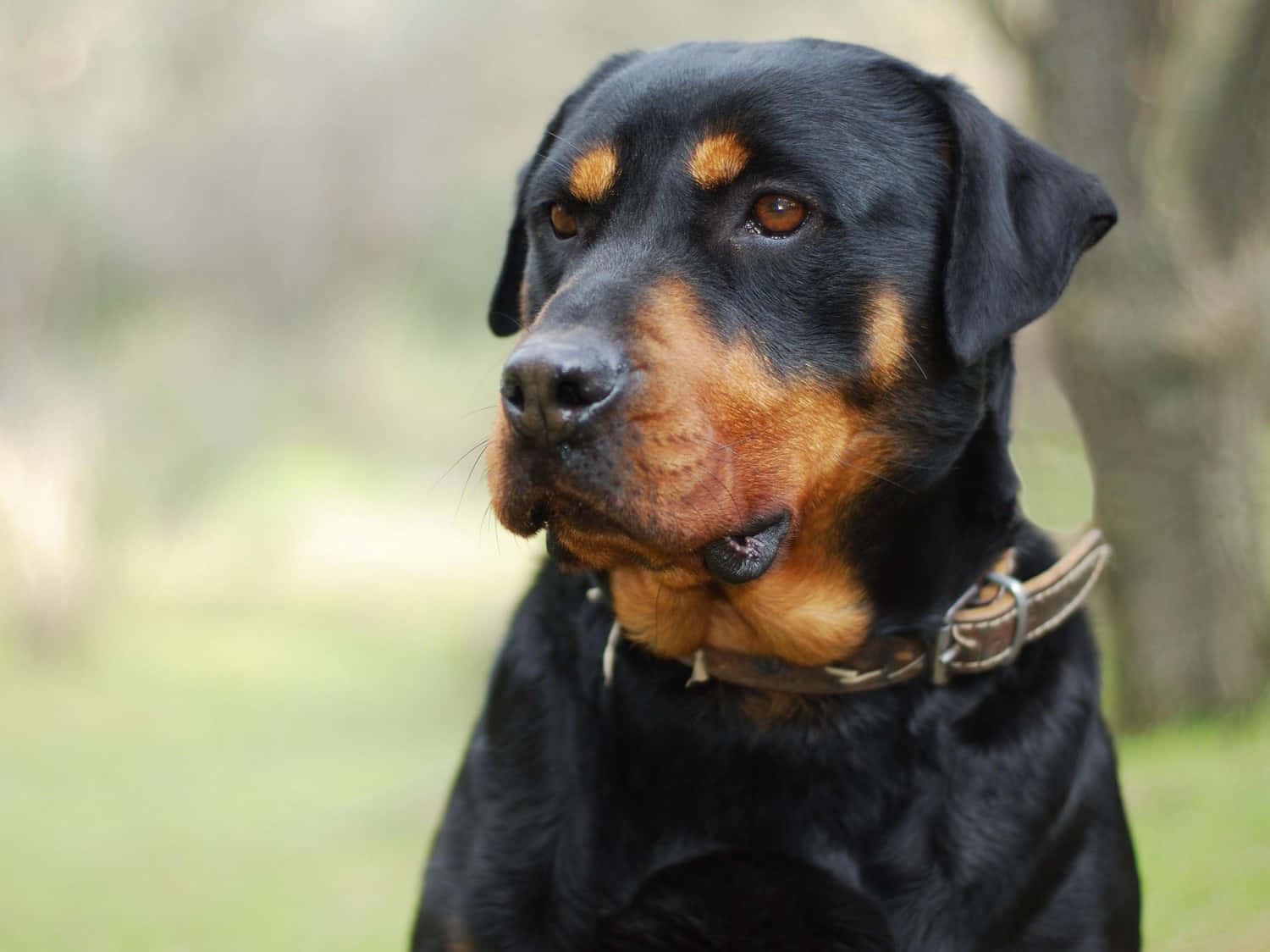 A loyal companion, a Rottweiler watches over its master.
