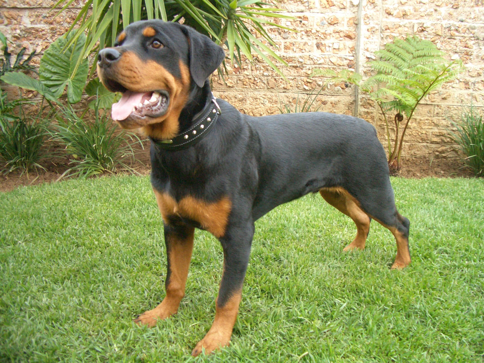 Loyal and Protective Rottweiler