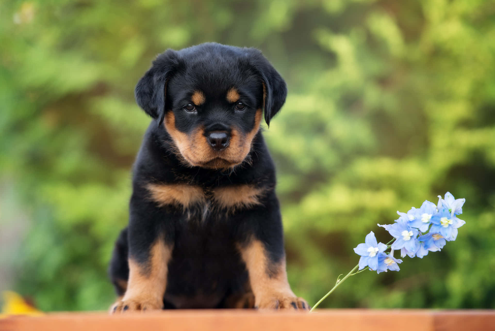 Adorable Rottweiler pup