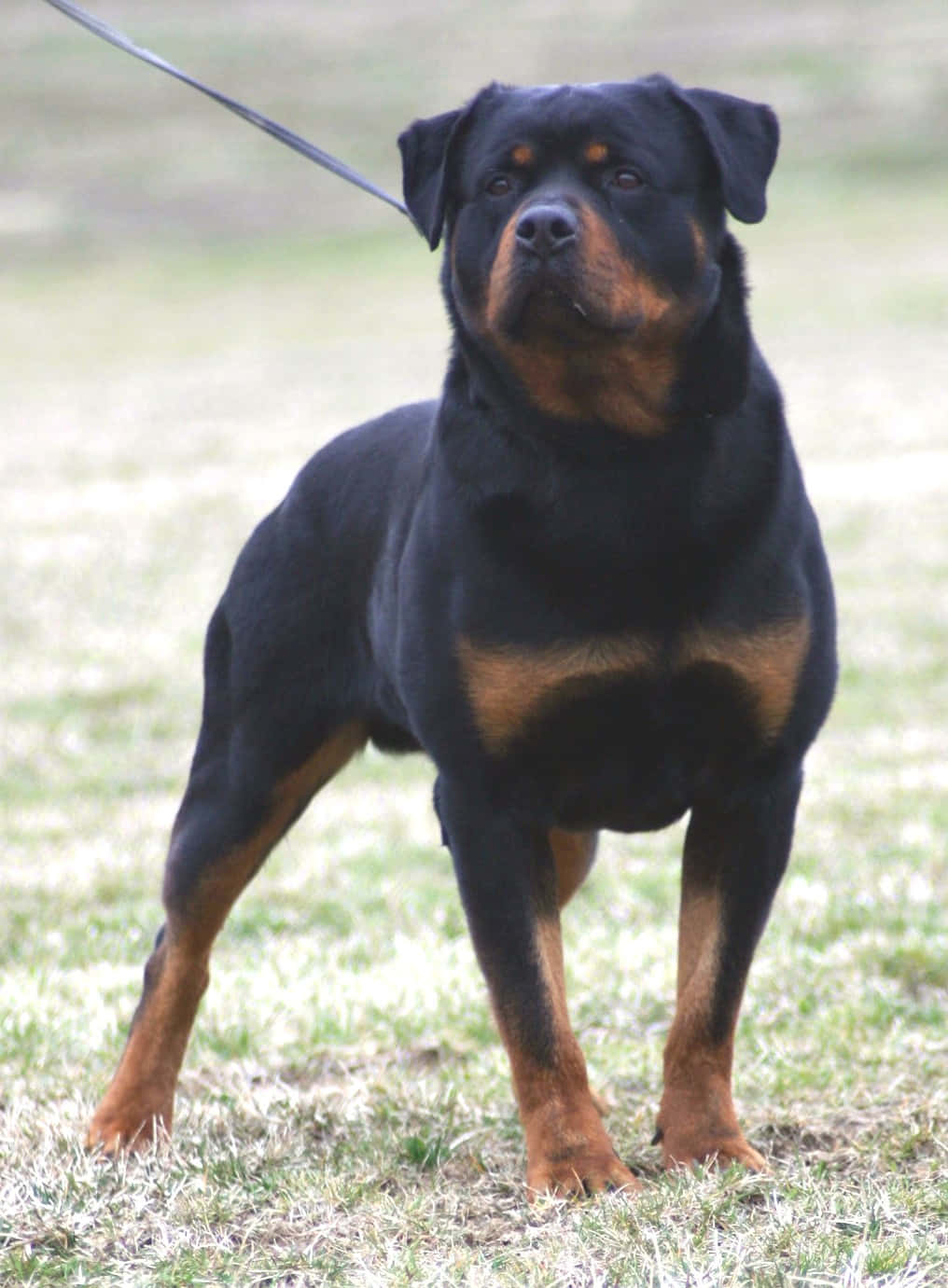 A beautiful Rottweiler pup, posing for a photo