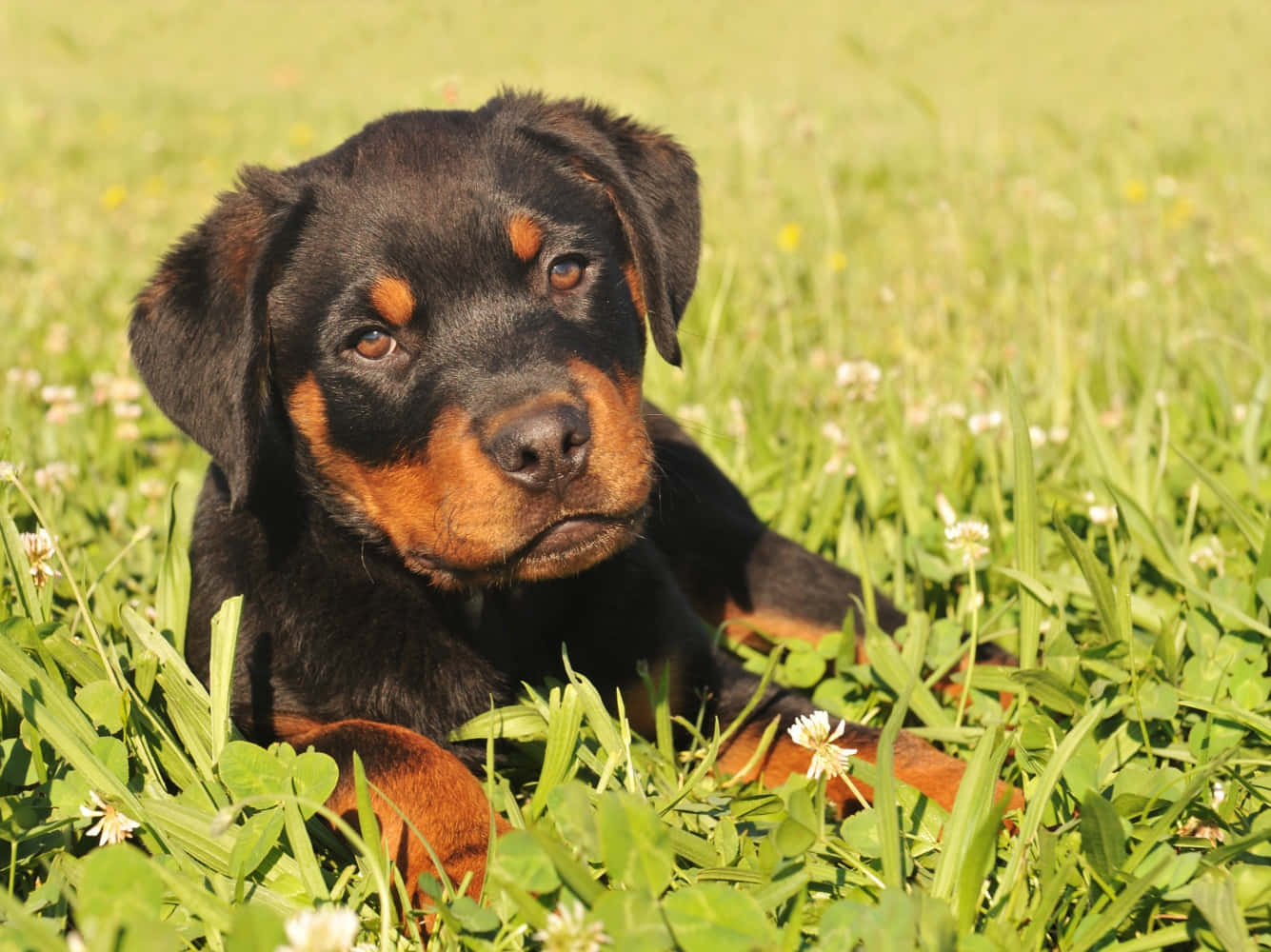 A loyal and loving Rottweiler with a blue collar
