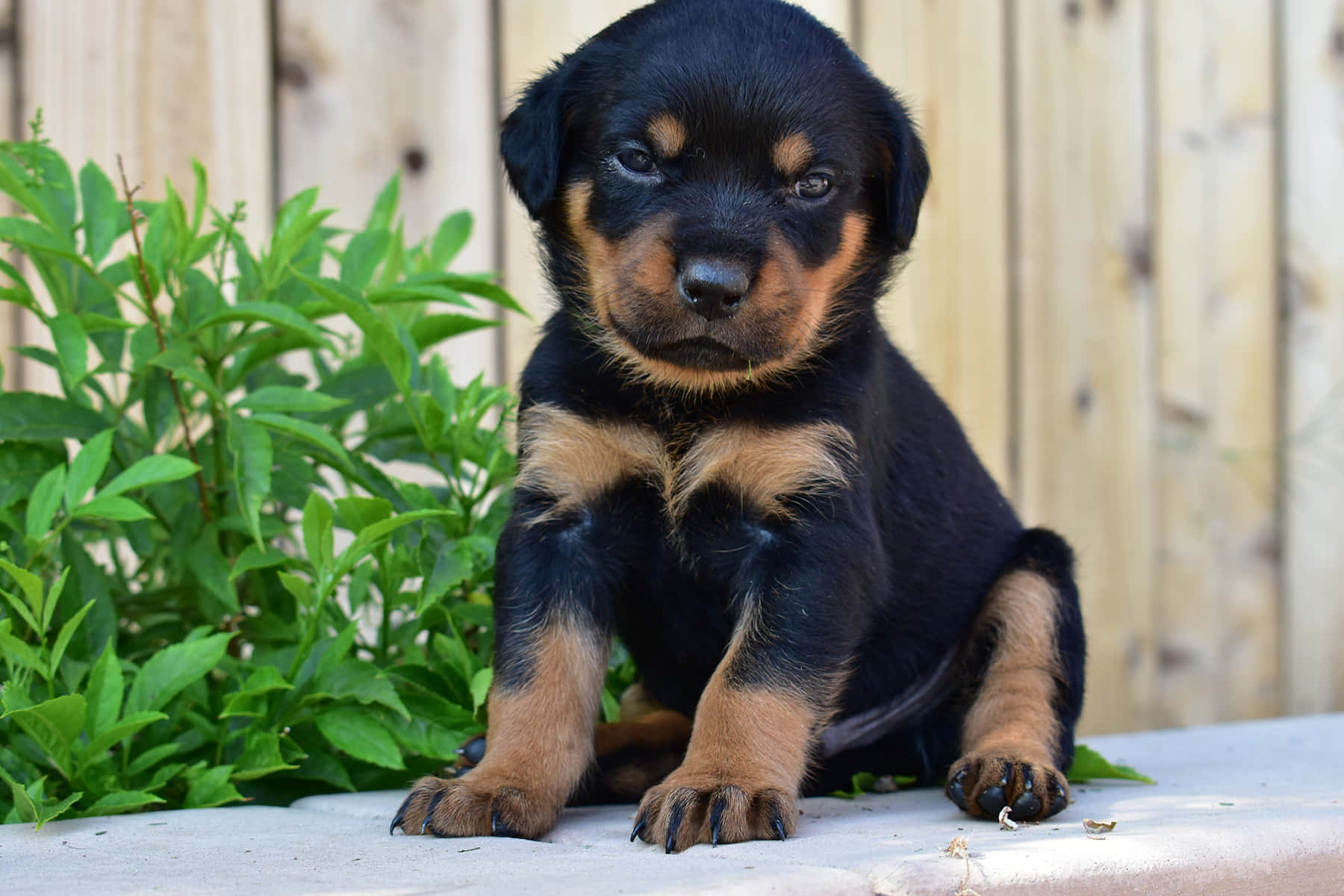 cute baby rottweiler puppies